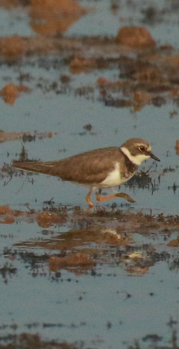 Little Ringed Plover - ML613509575