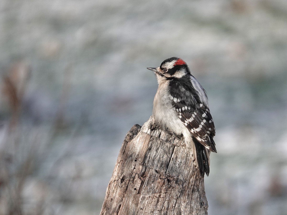 Downy Woodpecker - ML613509580