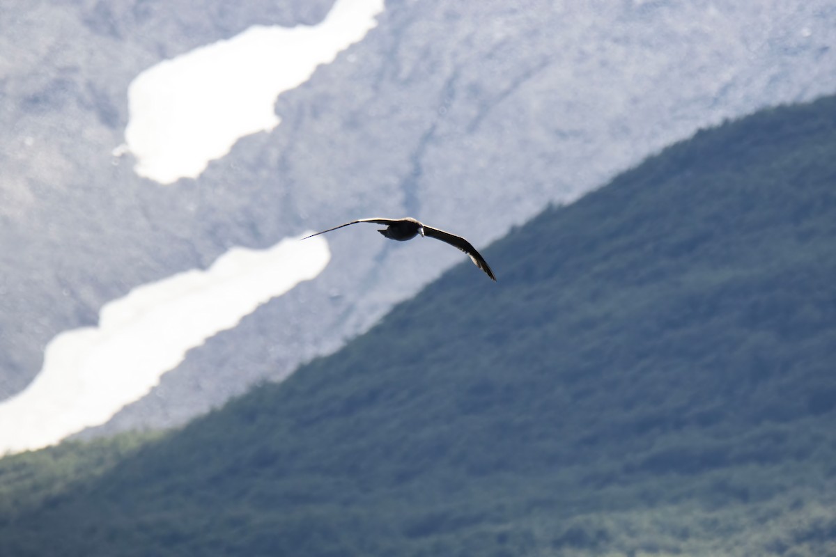 Northern Giant-Petrel - ML613509585