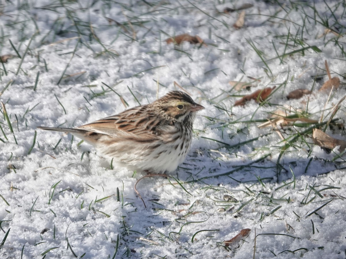 Savannah Sparrow - ML613509587