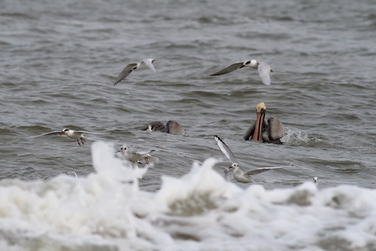 Bonaparte's Gull - ML613509667