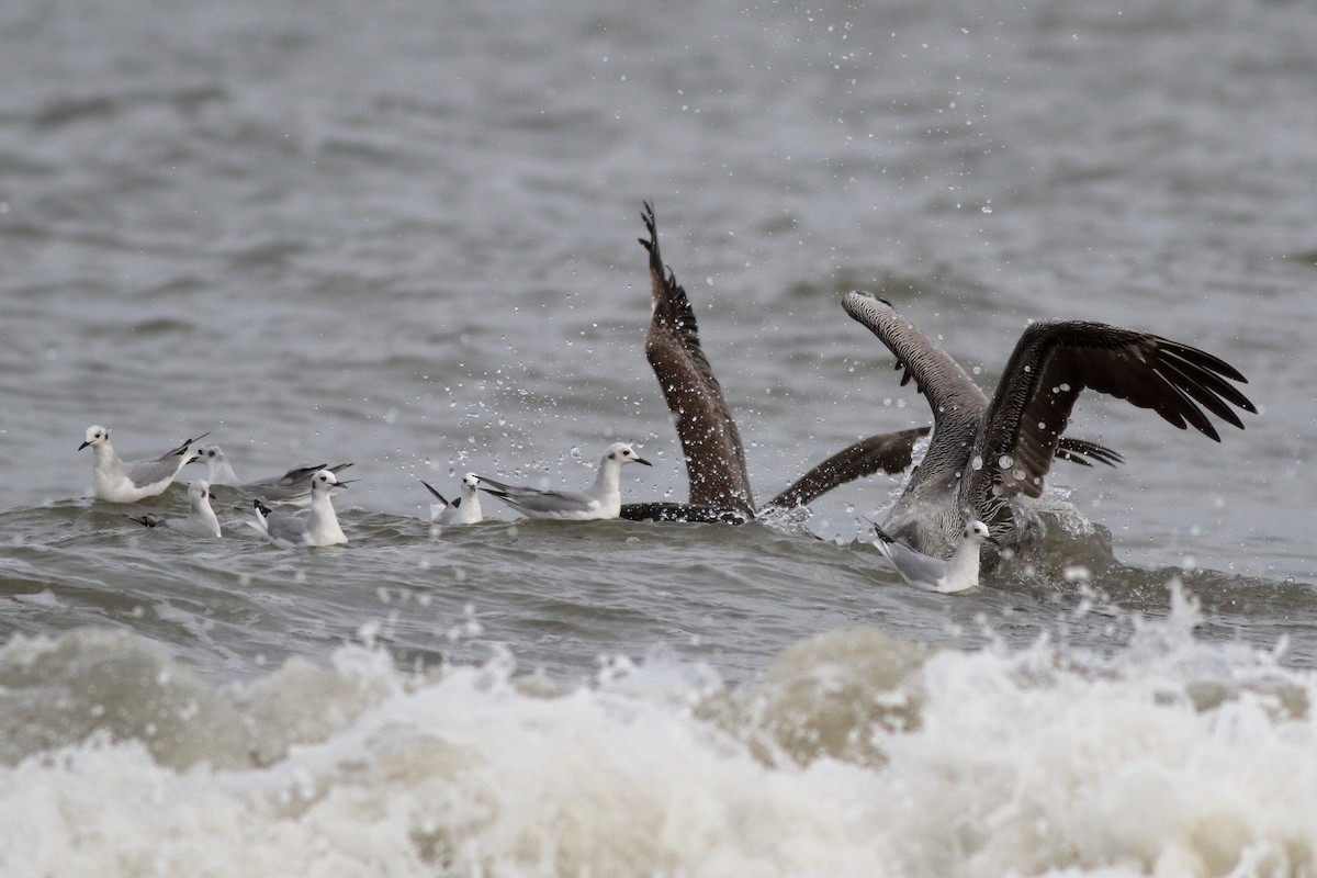 Mouette de Bonaparte - ML613509696