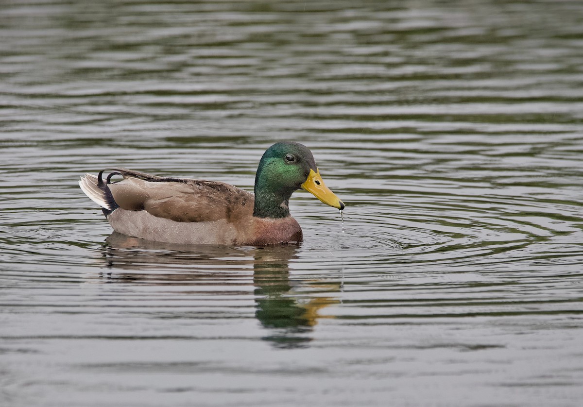 Mallard - ML613509704