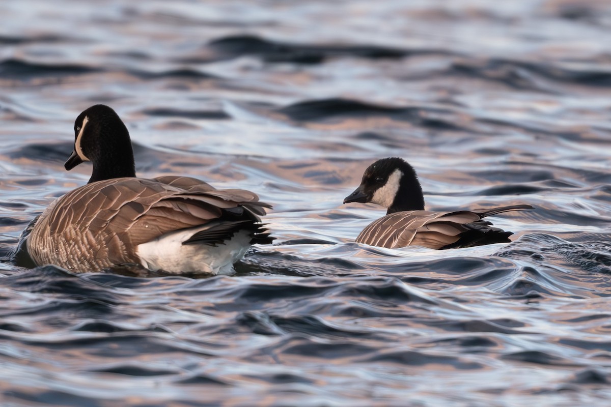 Cackling Goose - Tim Metcalf