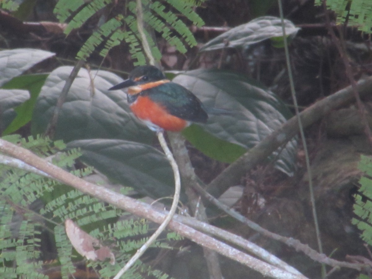 American Pygmy Kingfisher - Angie Paola Salazar