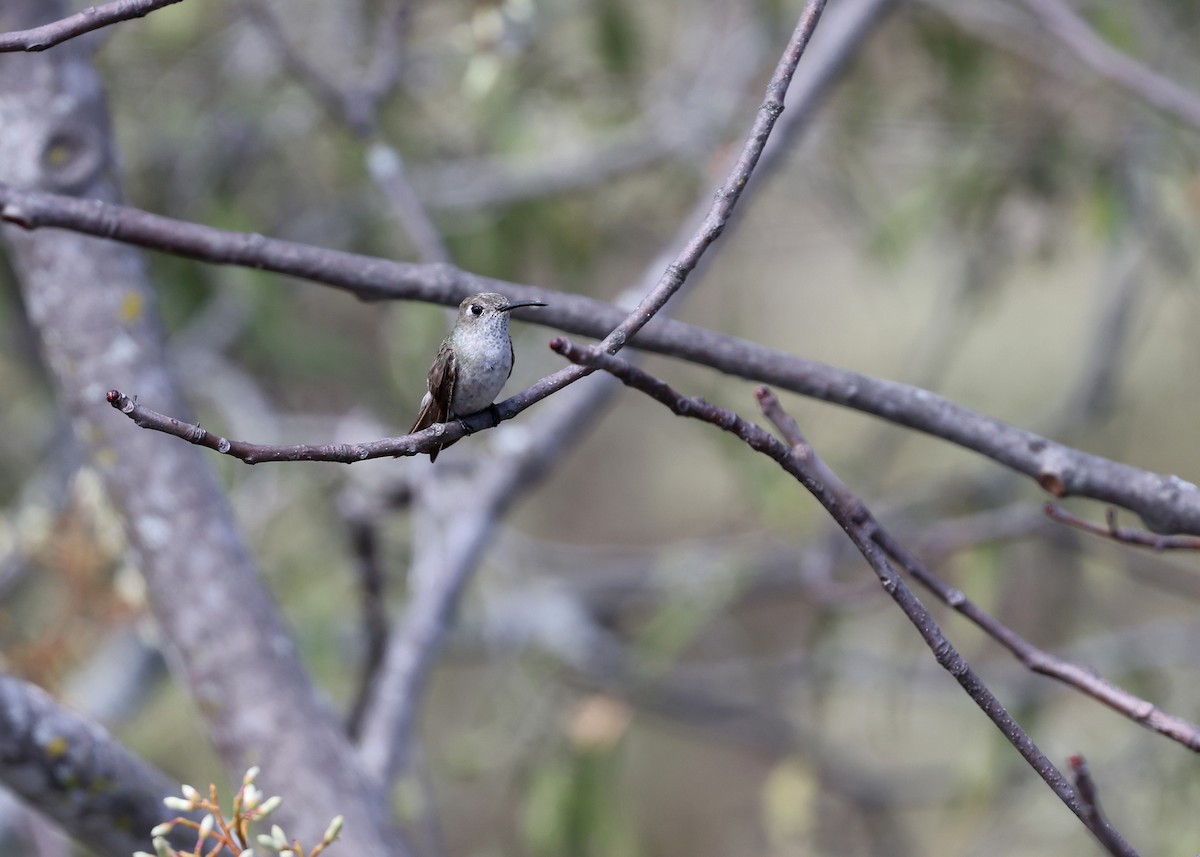 Spot-throated Hummingbird - Brendan Ryan