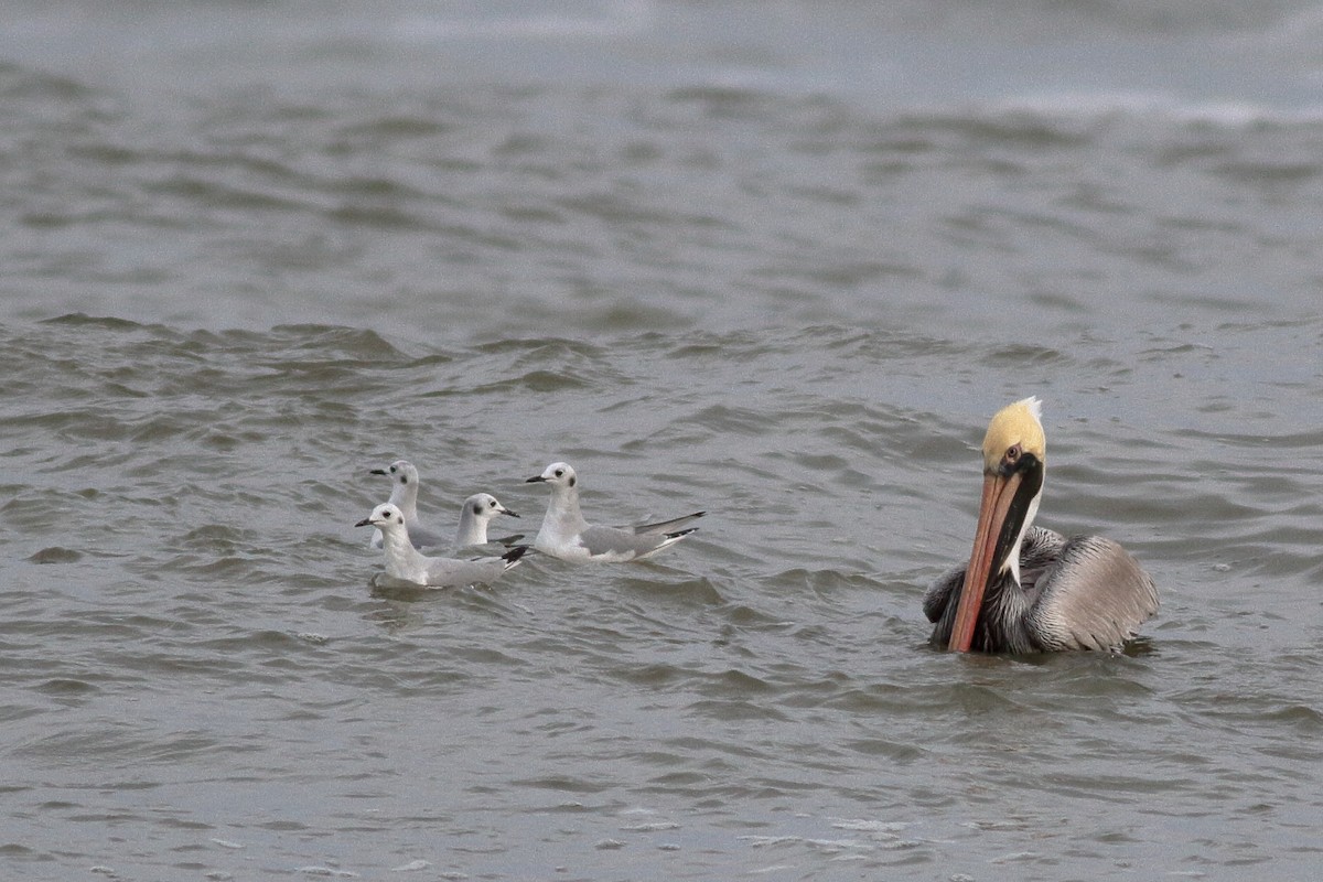 Gaviota de Bonaparte - ML613509812