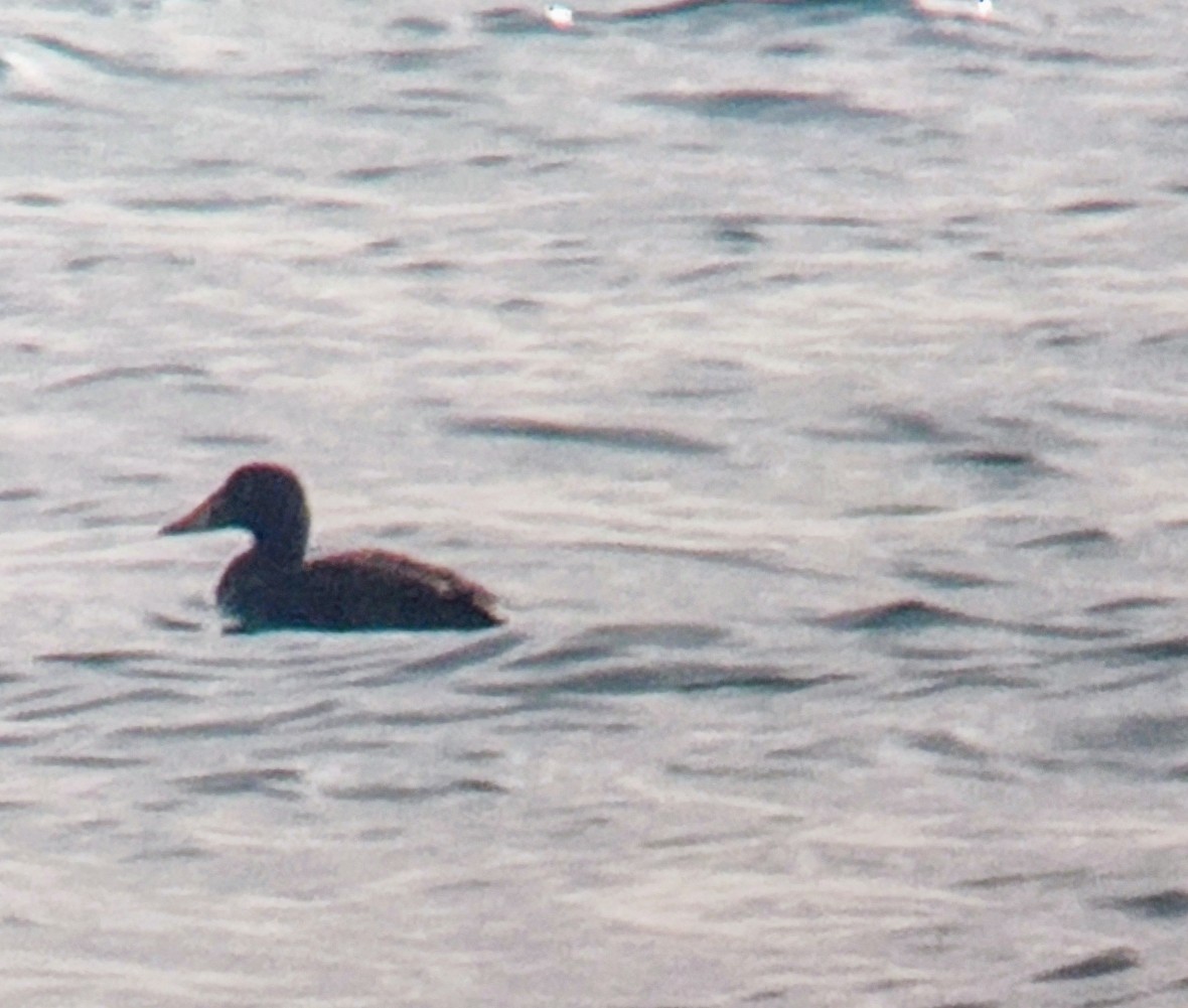 Surf Scoter - ML613509833