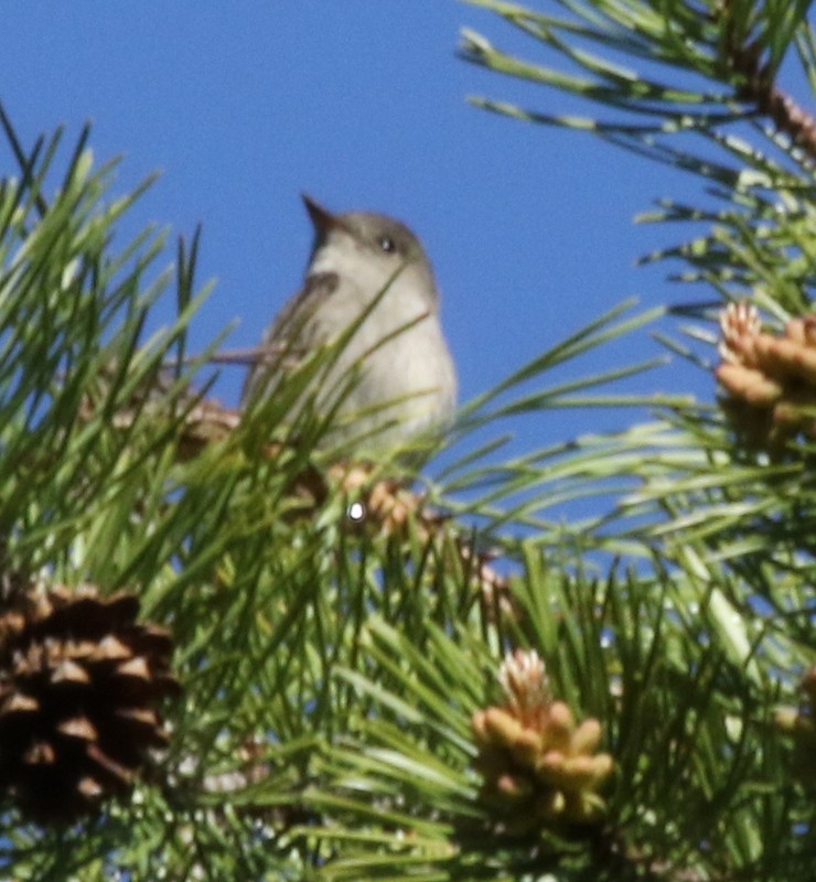 Western Wood-Pewee - logan kahle