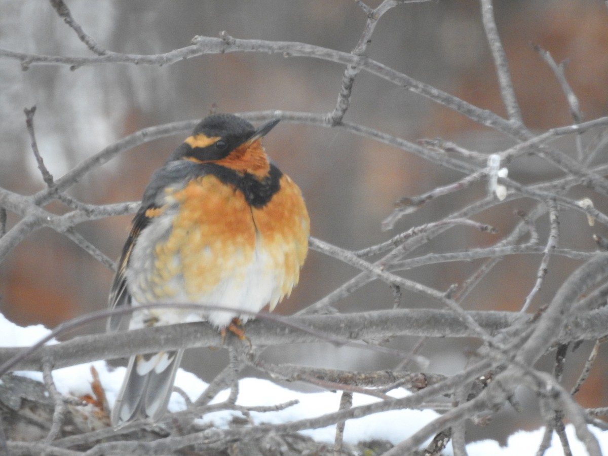 Varied Thrush - ML613509927