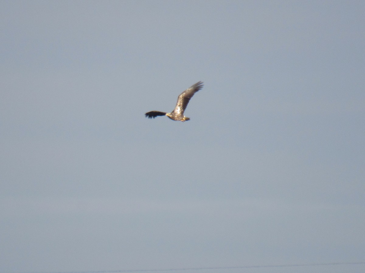 Bald Eagle - ML613509989