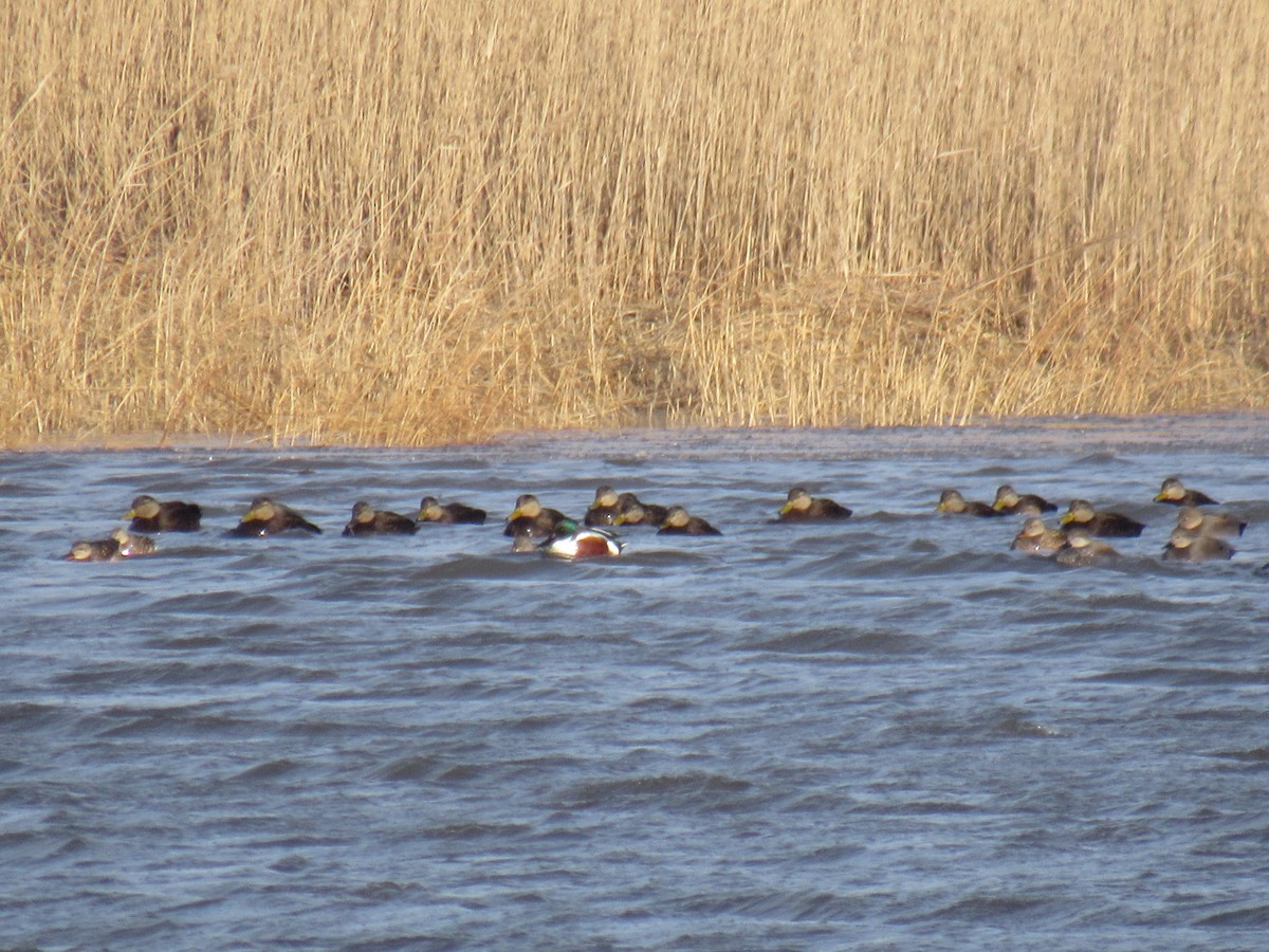 American Black Duck - ML613510002