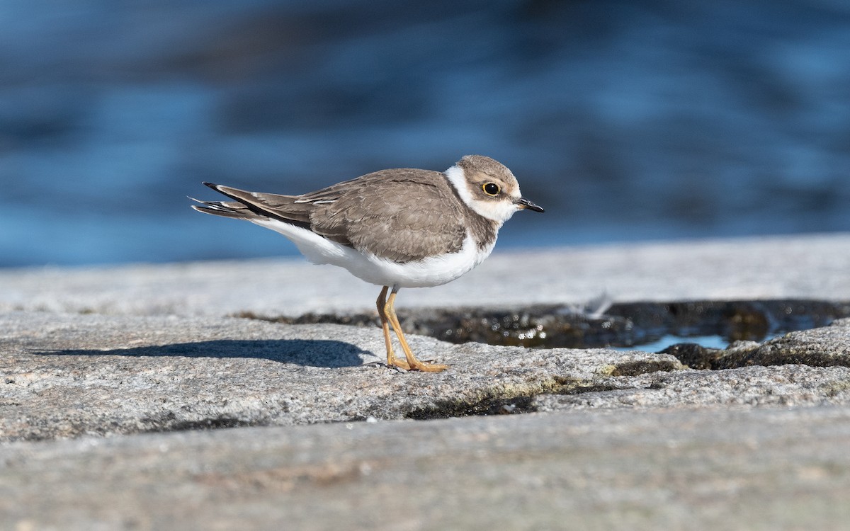 Little Ringed Plover - ML613510016