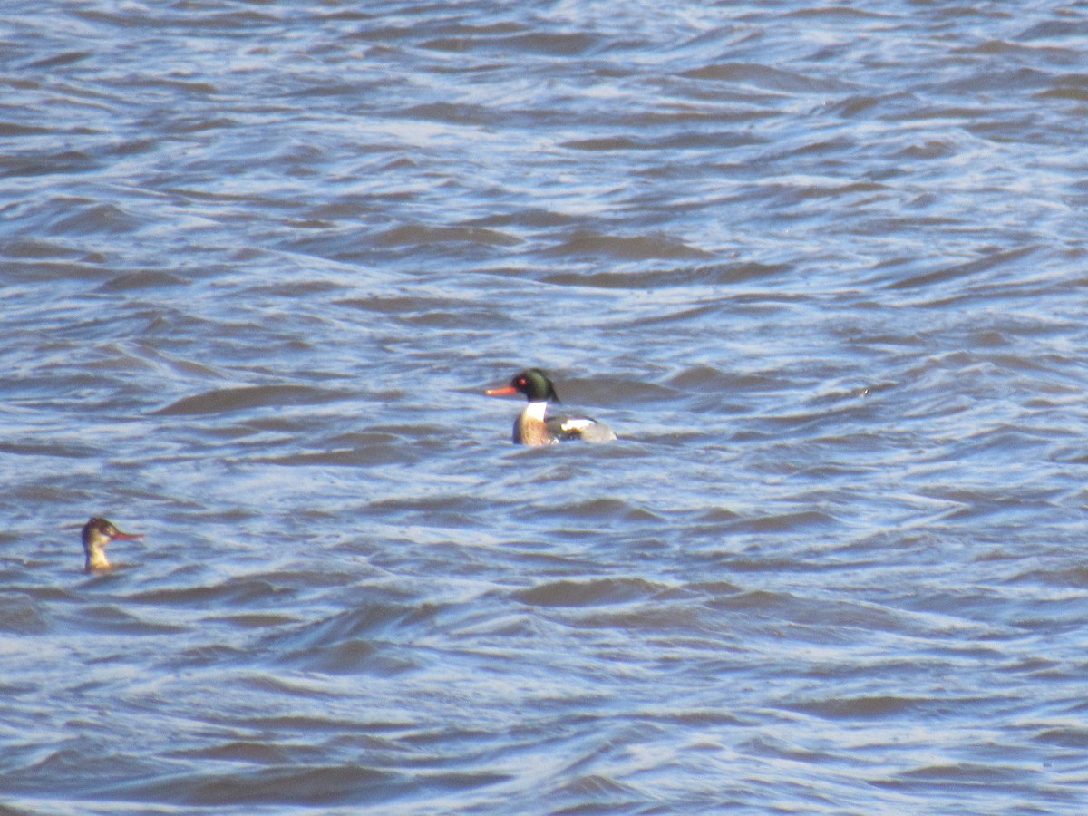 Red-breasted Merganser - ML613510067