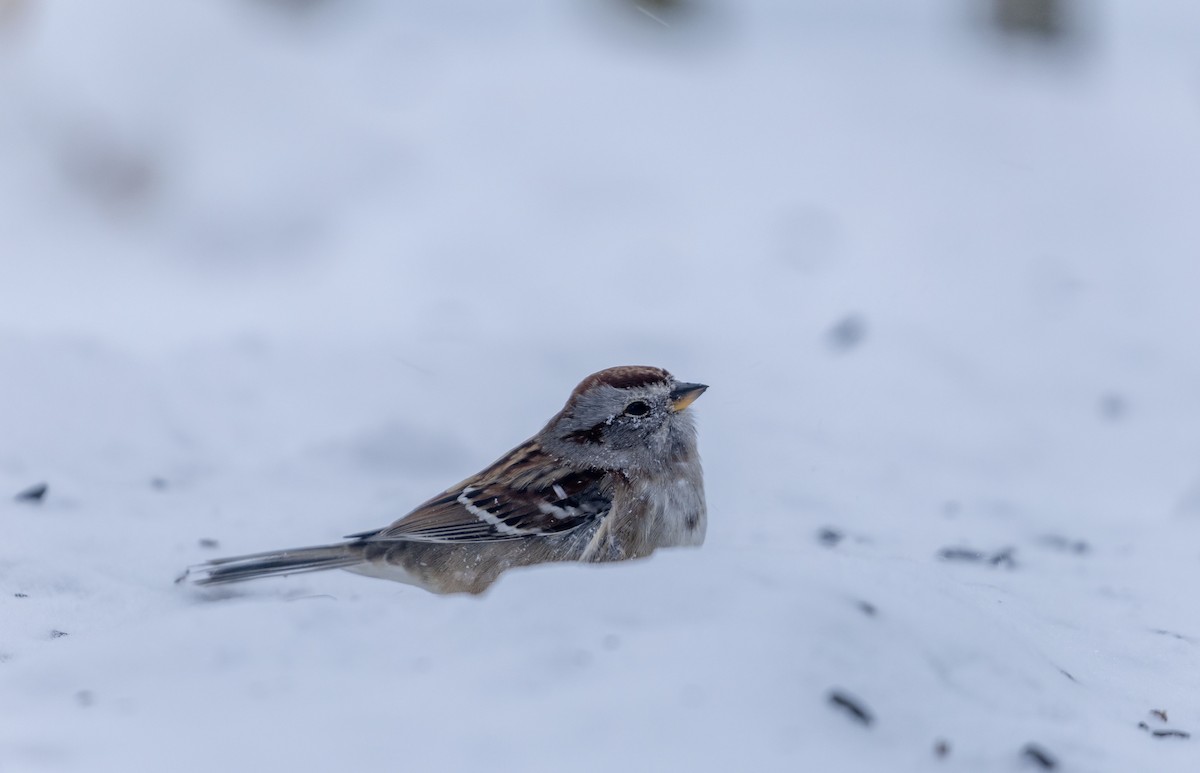 American Tree Sparrow - ML613510071