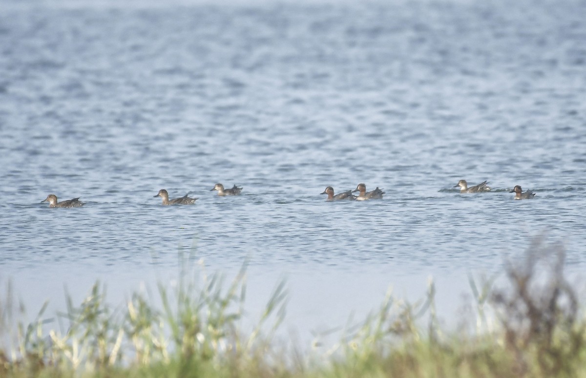 Green-winged Teal - ML613510096