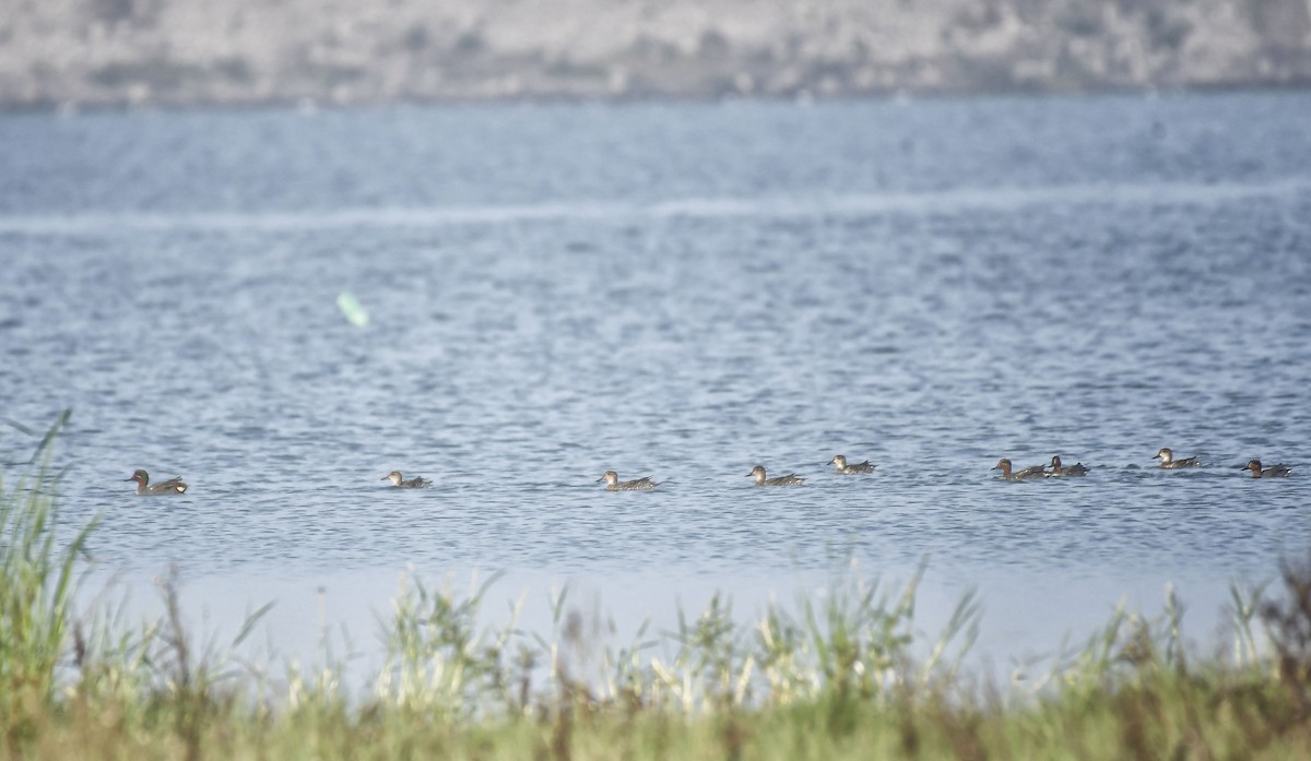 Green-winged Teal - ML613510097