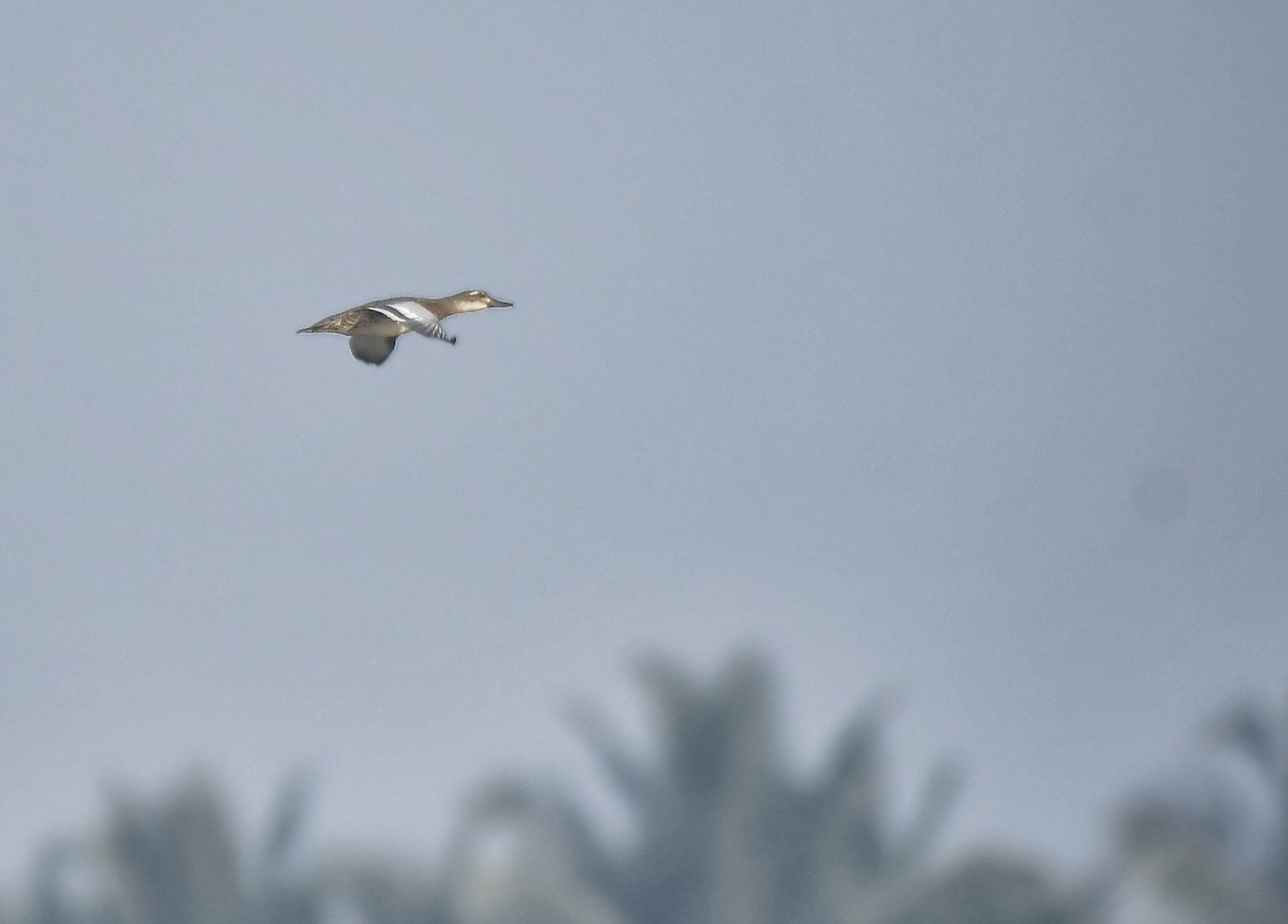 Garganey - ML613510105