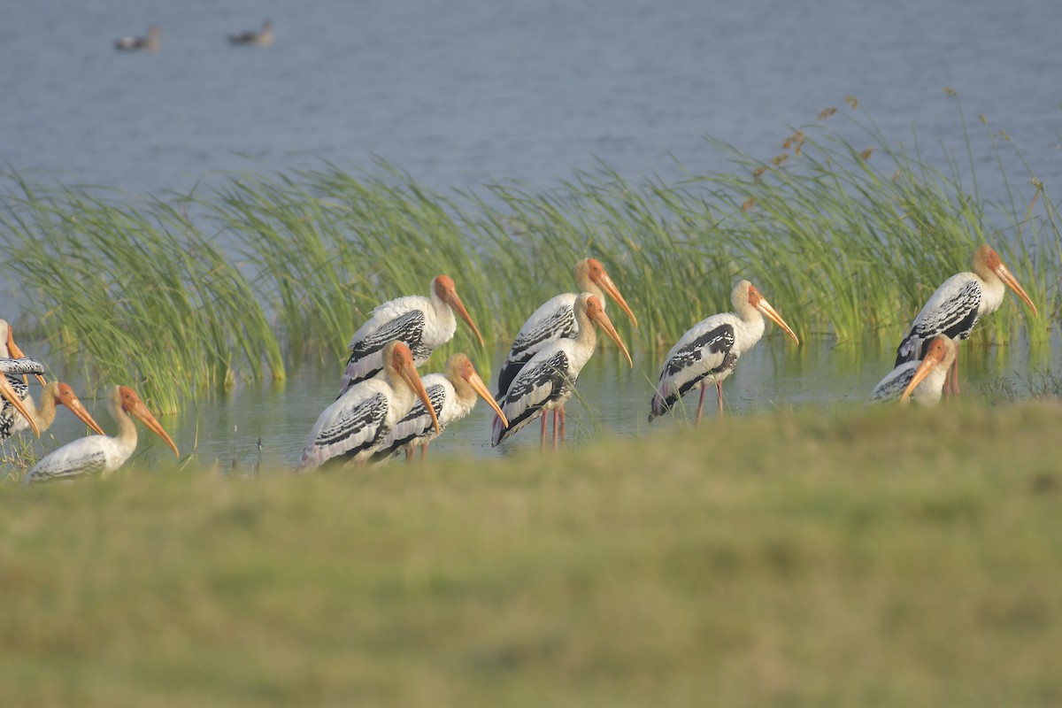 Painted Stork - ML613510155