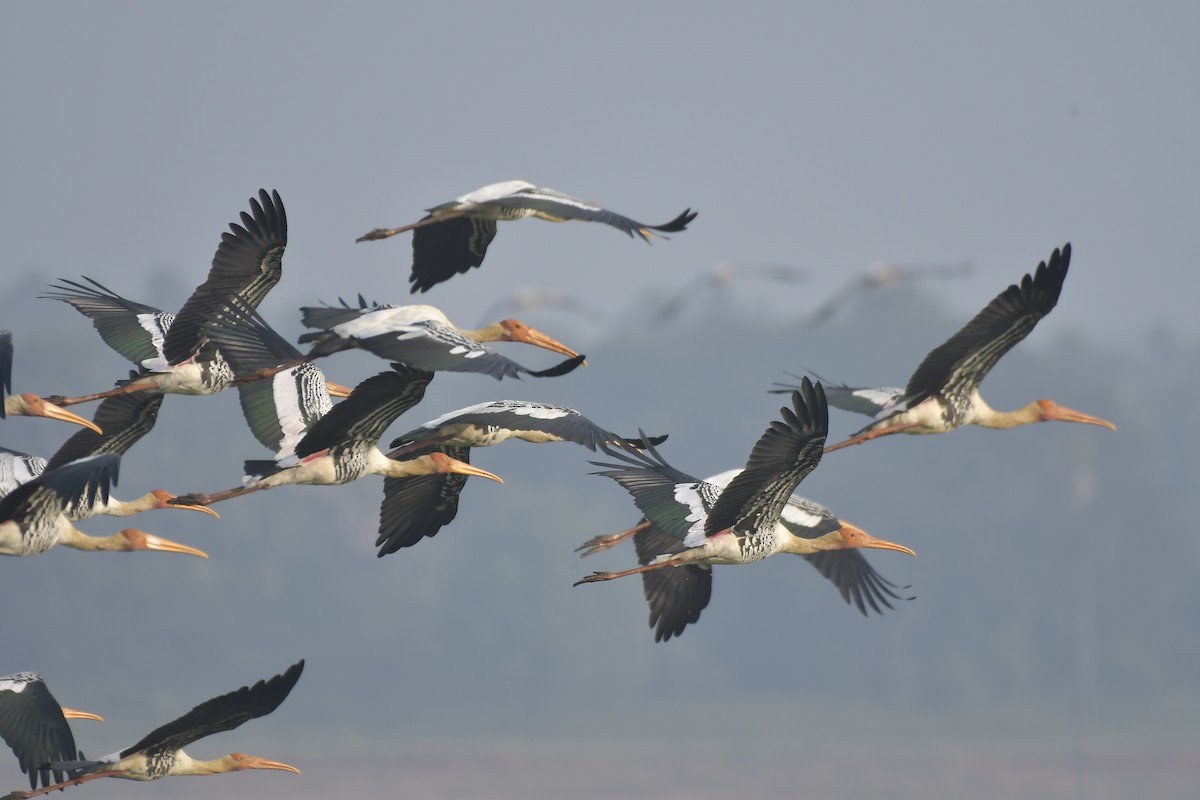 Painted Stork - ML613510167