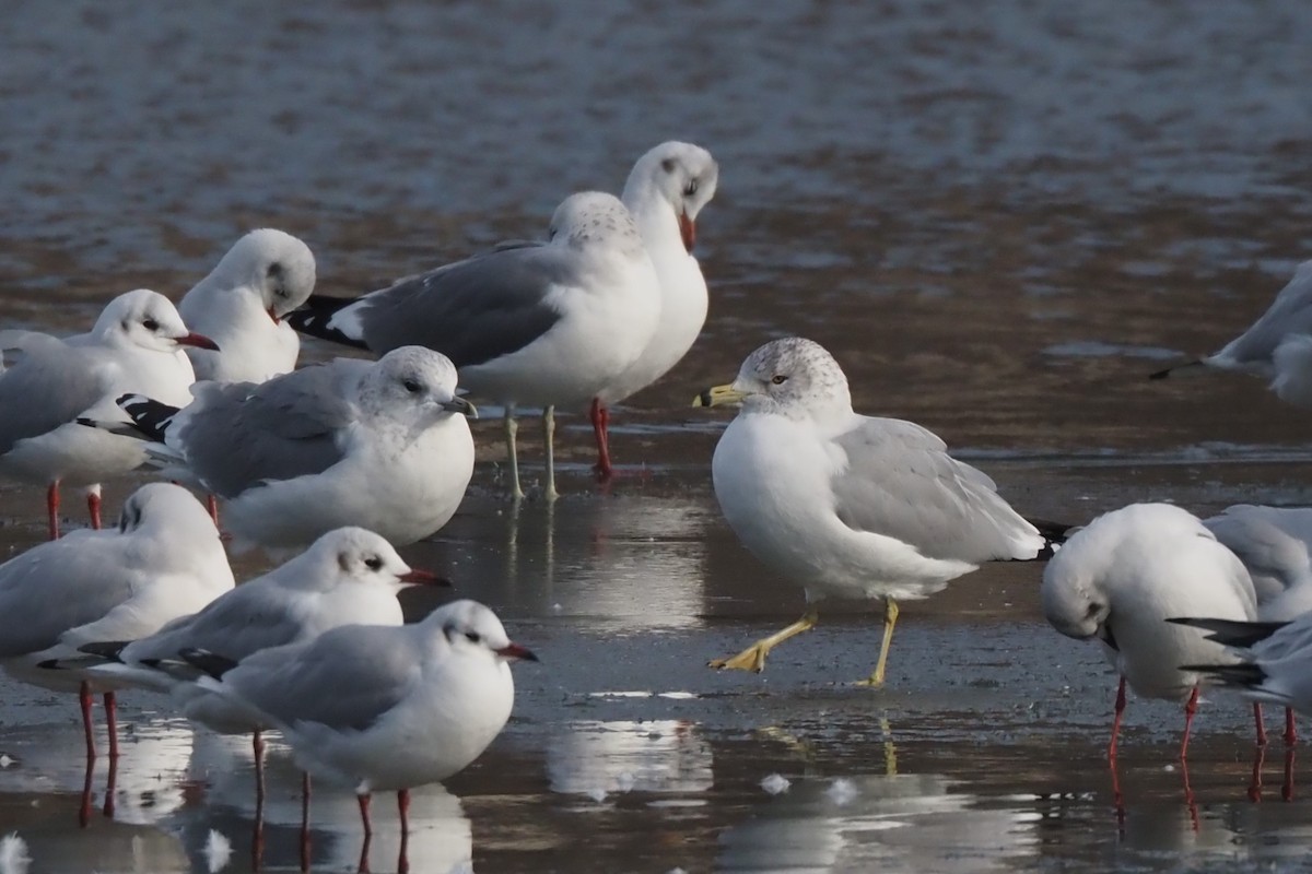 Ring-billed Gull - ML613510203