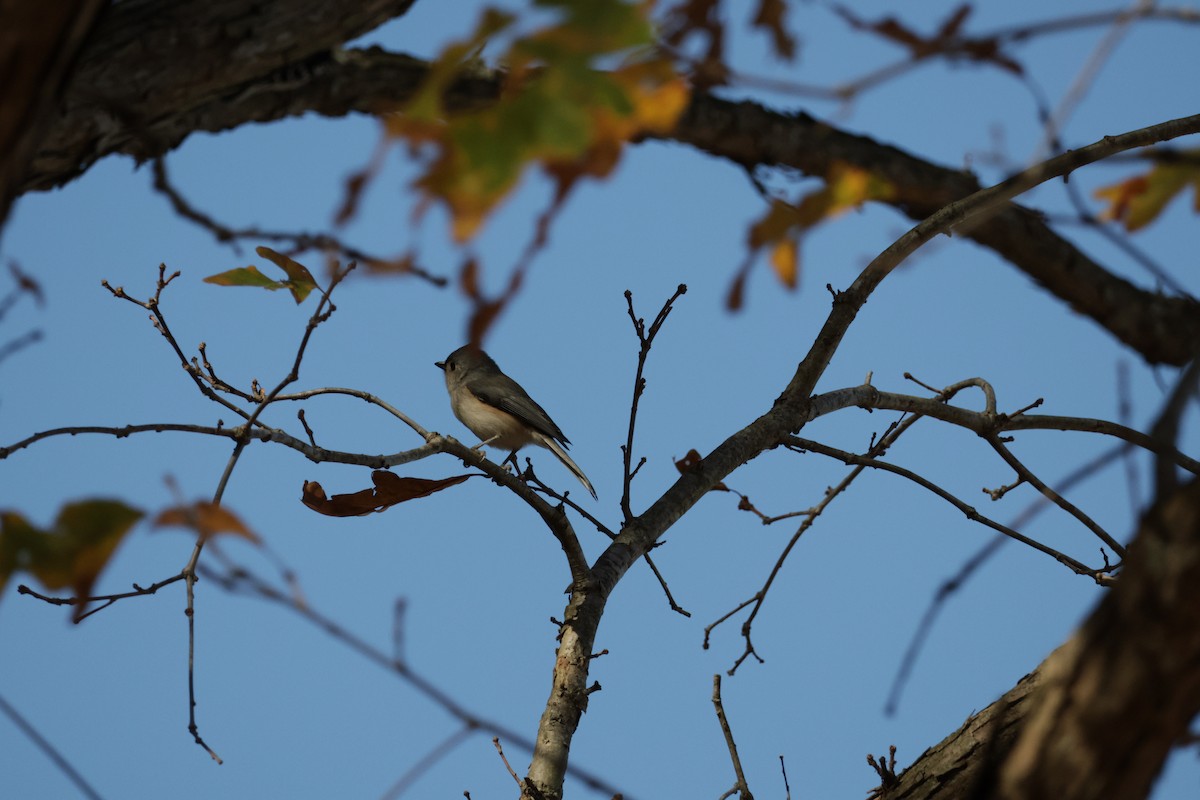 Tufted Titmouse - ML613510237