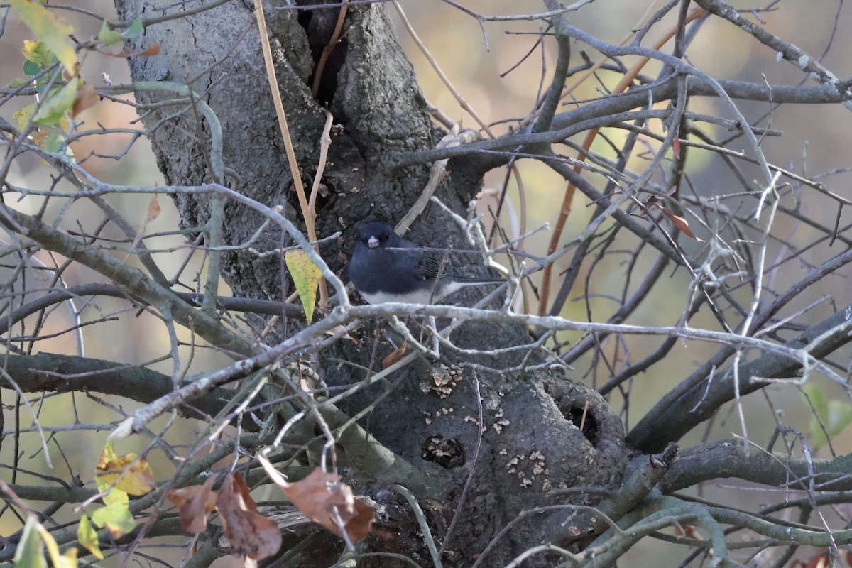 Dark-eyed Junco - ML613510248