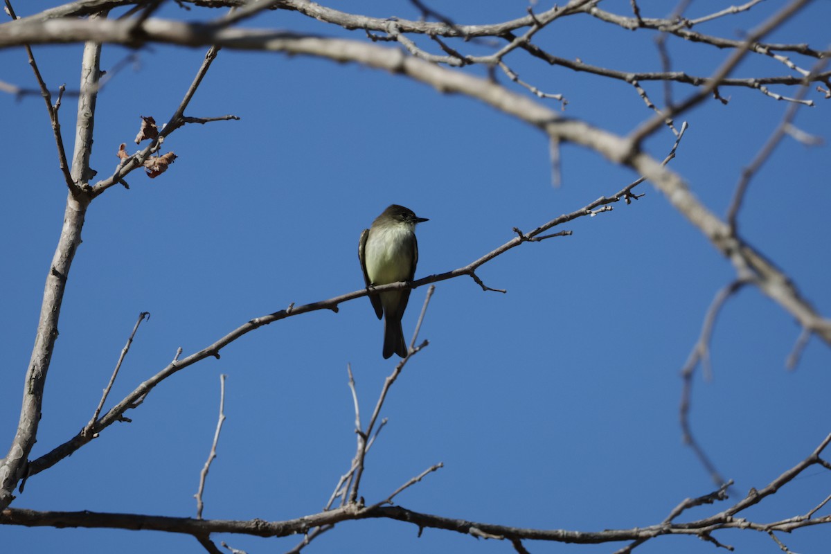 Eastern Phoebe - ML613510289