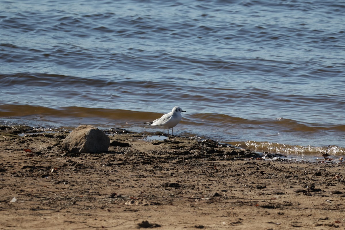 Bonaparte's Gull - ML613510326