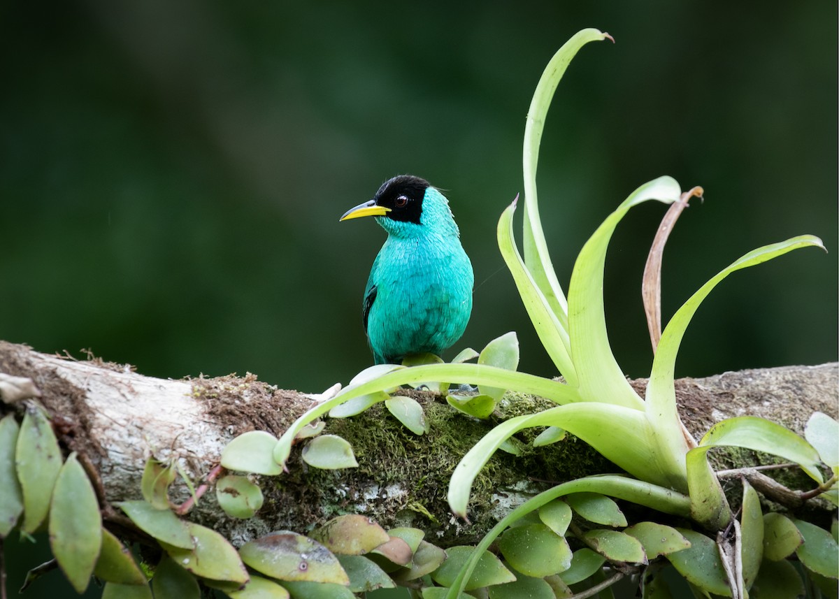 Green Honeycreeper - ML613510361
