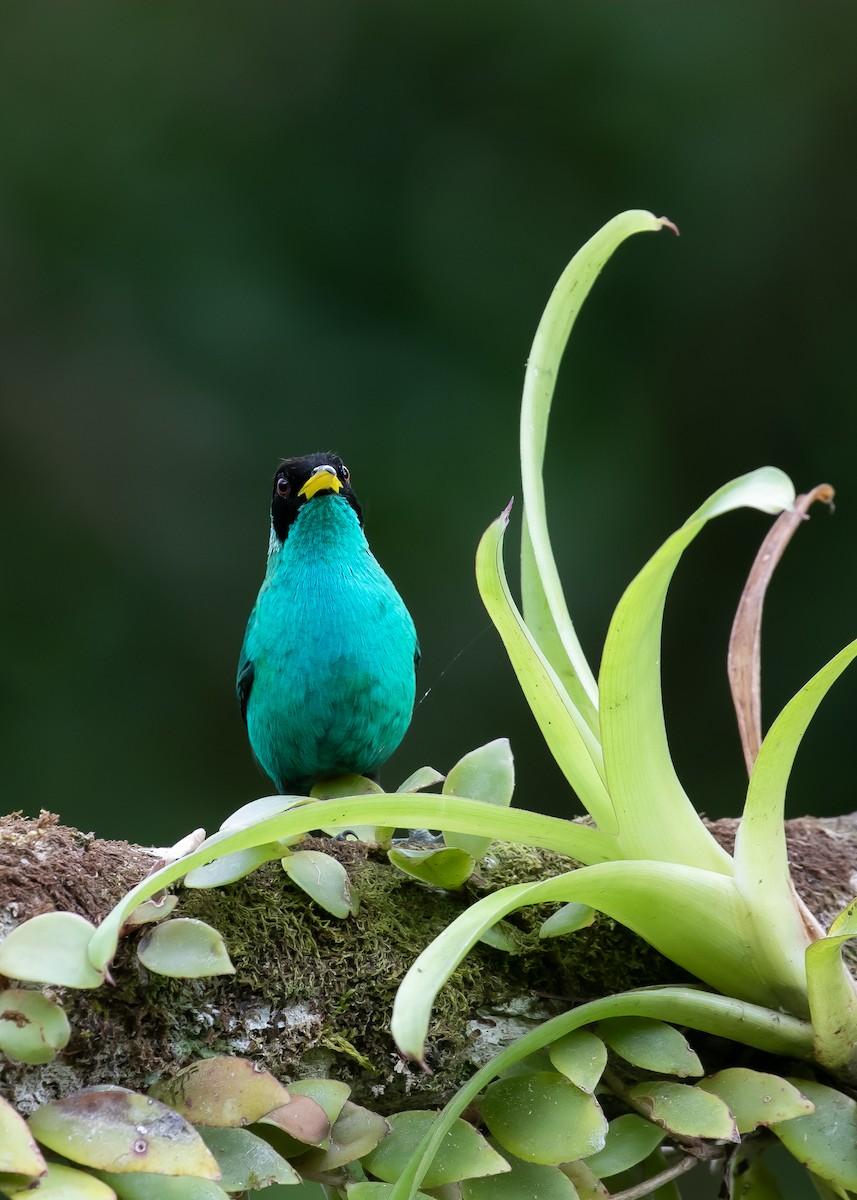Green Honeycreeper - ML613510369