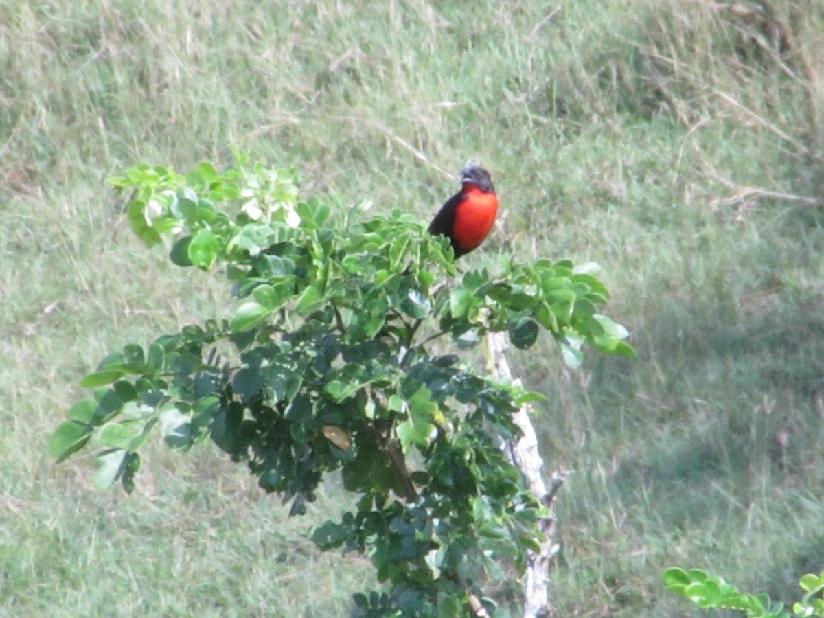 ムネアカマキバドリ - ML613510370