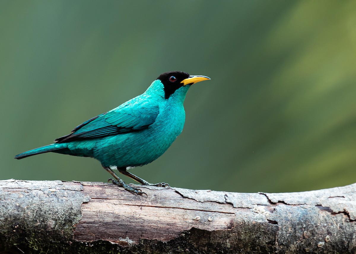 Green Honeycreeper - ML613510372