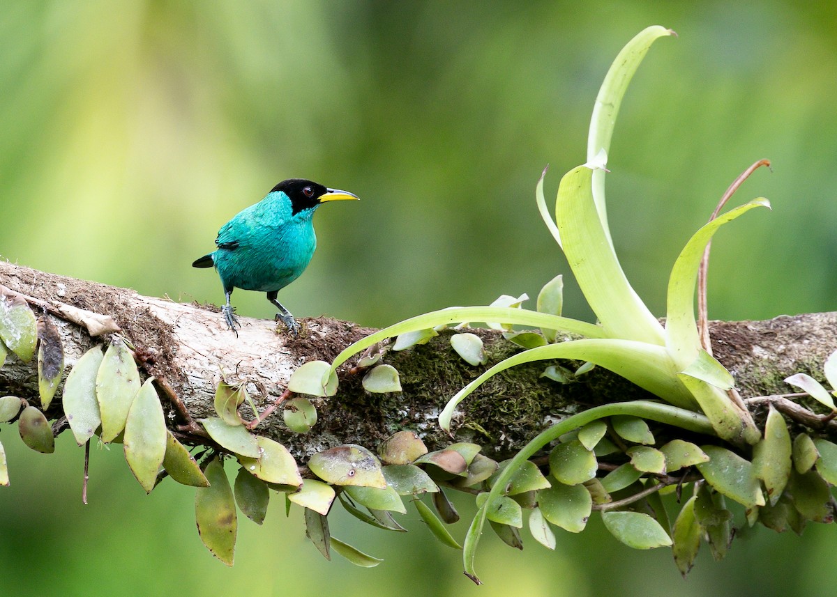 Green Honeycreeper - ML613510375