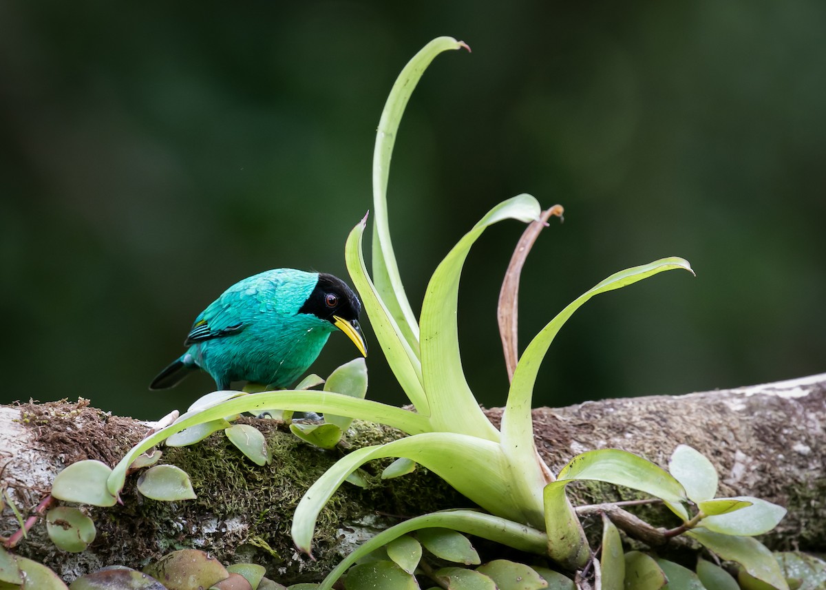 Green Honeycreeper - ML613510377