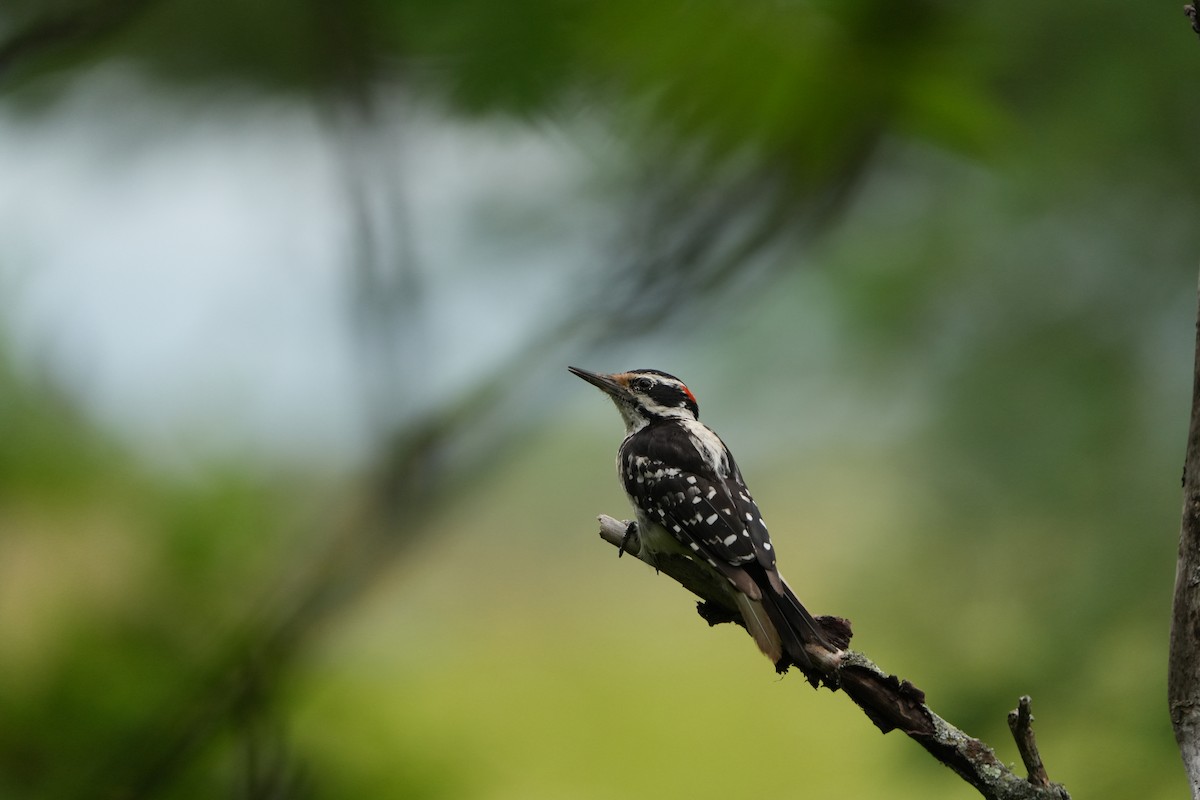 Downy Woodpecker - ML613510434