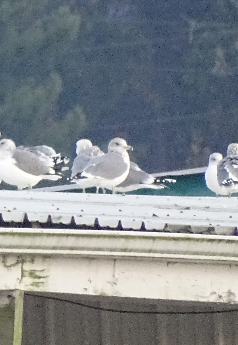 California Gull - ML613510437