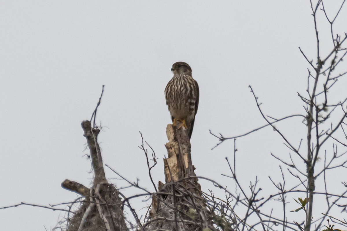 Хайргууна шонхор - ML613510445