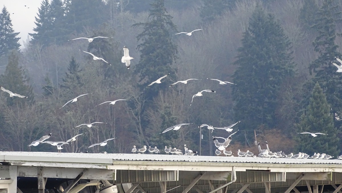 California Gull - ML613510447