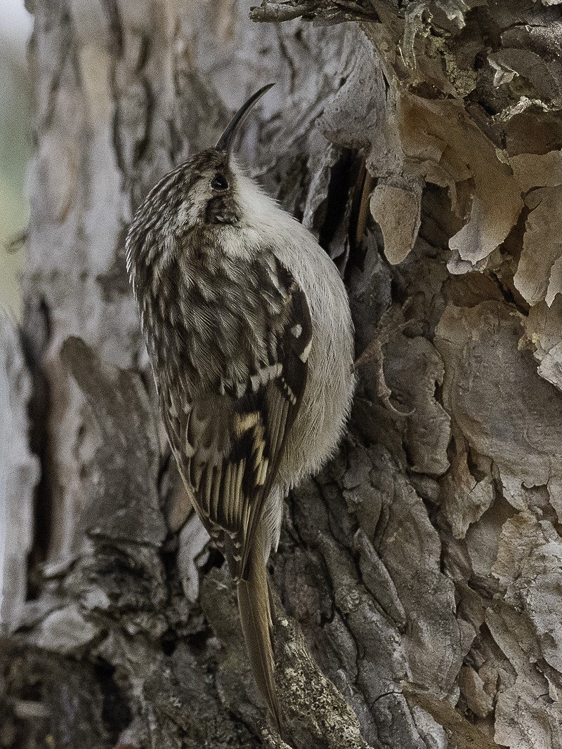 Short-toed Treecreeper - ML613510481