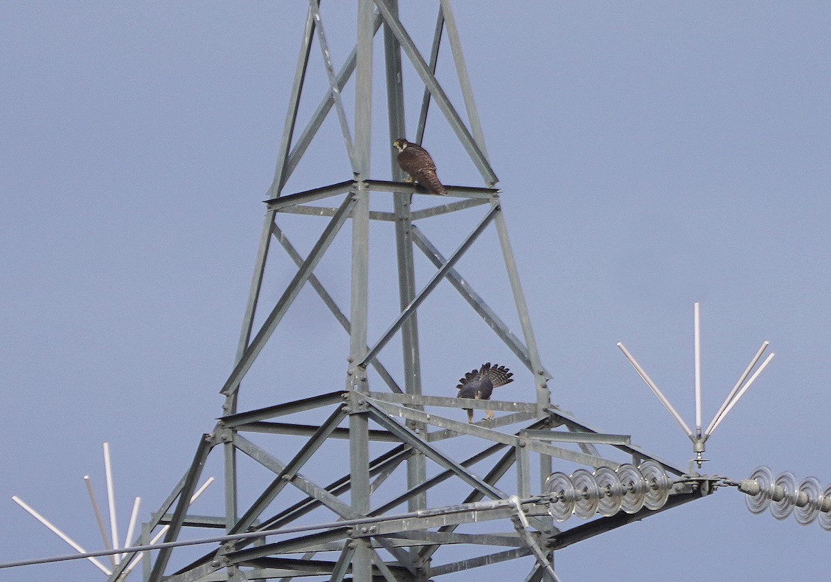 Peregrine Falcon - ML613510535