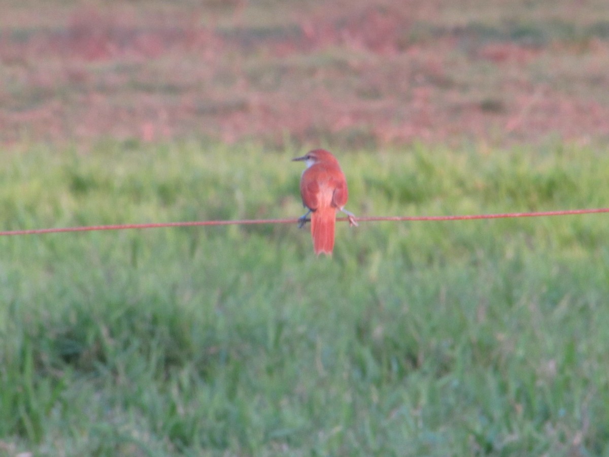 Yellow-chinned Spinetail - ML613510541