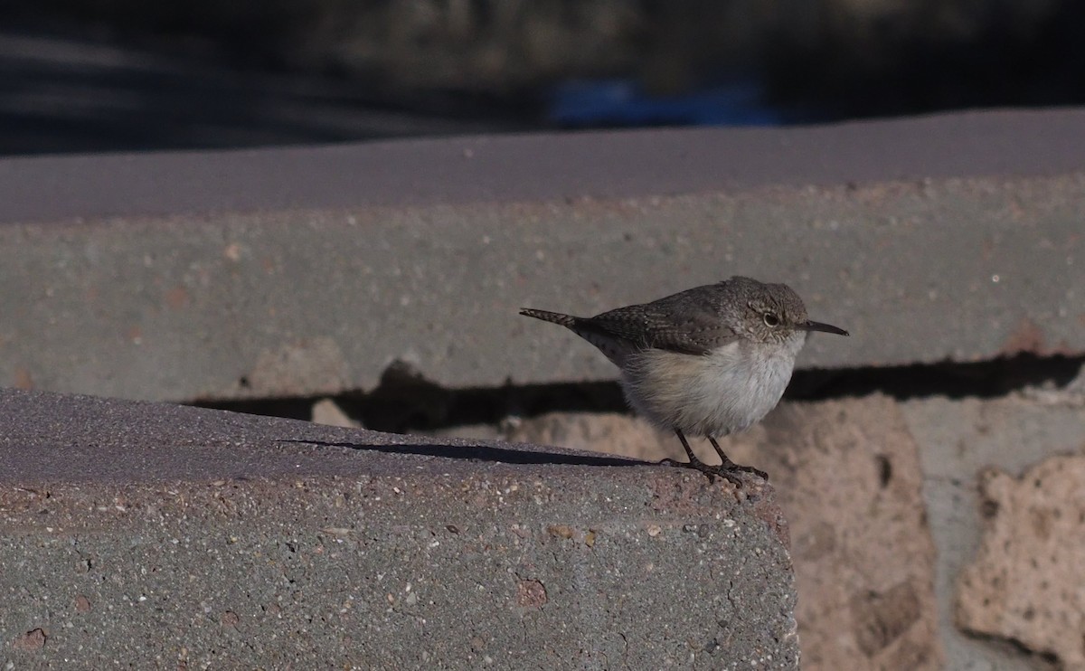 Rock Wren - ML613510556