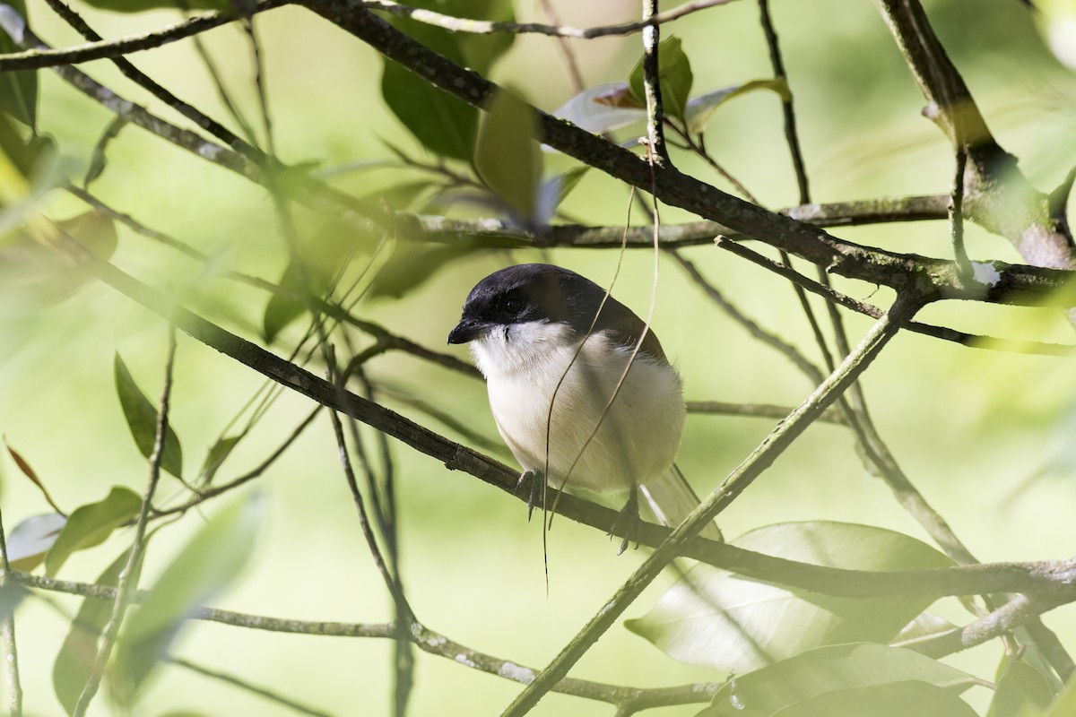 Burmese Shrike - ML613510669