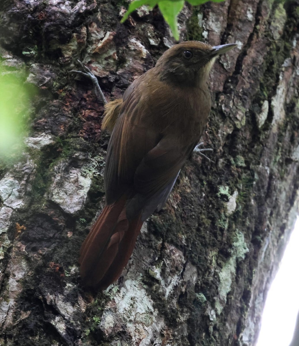 Plain-winged Woodcreeper (Plain-winged) - Miguel Podas