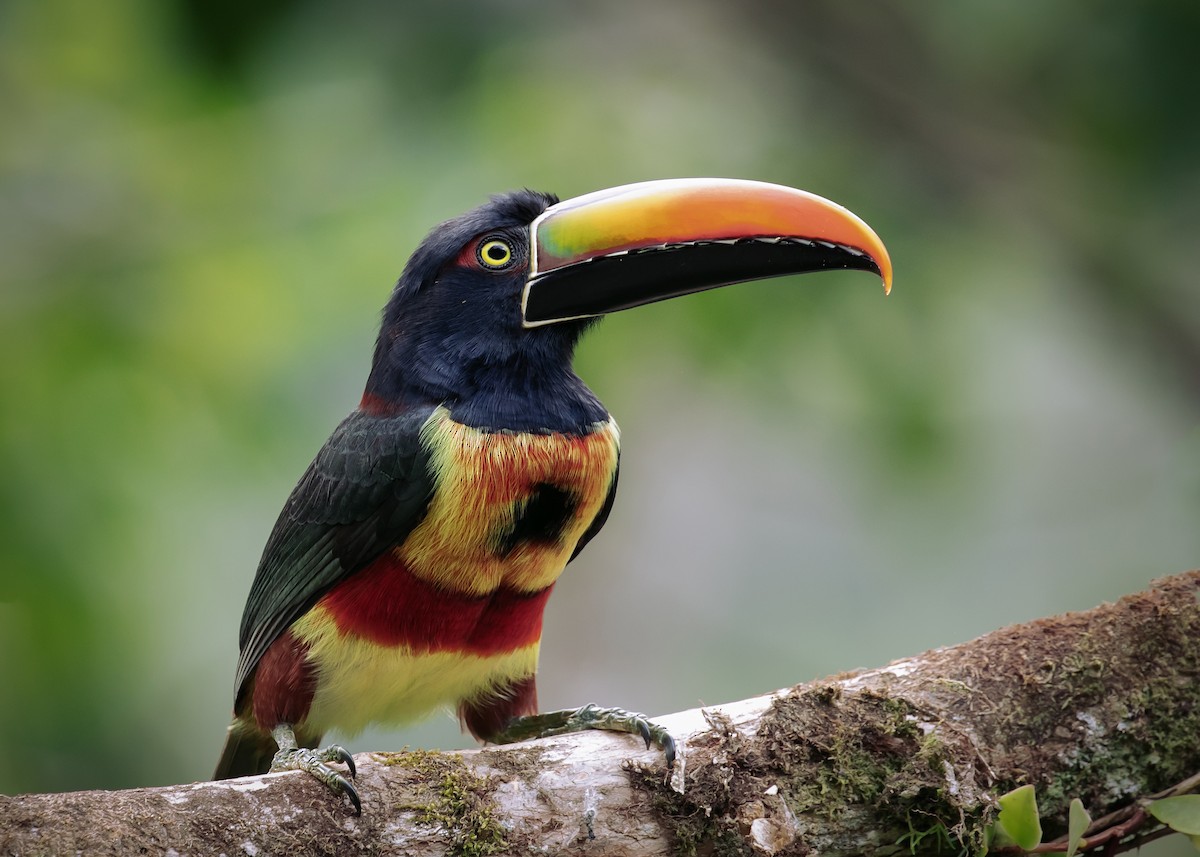 Fiery-billed Aracari - ML613510723