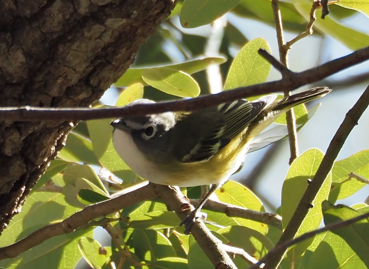 Blue-headed Vireo - Lorie Carnes