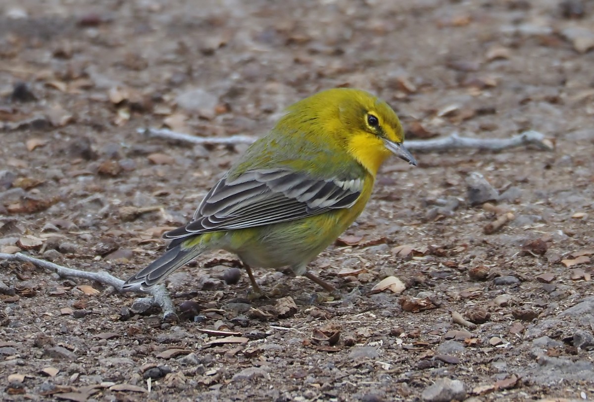 Pine Warbler - ML613510769