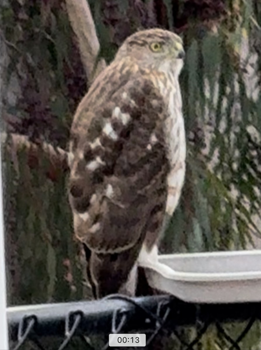 Cooper's Hawk - Jocele Capaldo