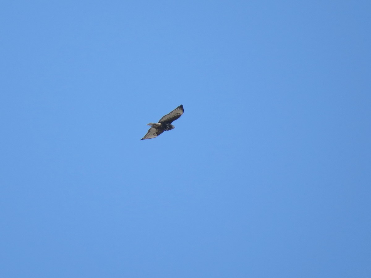 Red-tailed Hawk (Harlan's) - ML613510916
